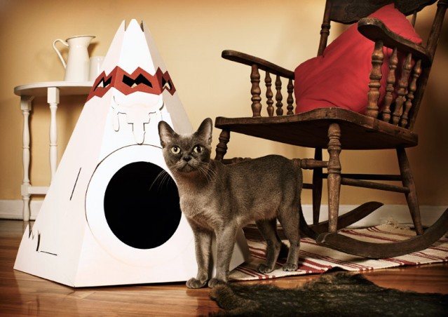 Che Teepee questi gatti!