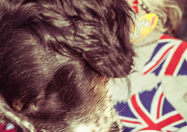 DOG SAVE THE QUEEN!!!