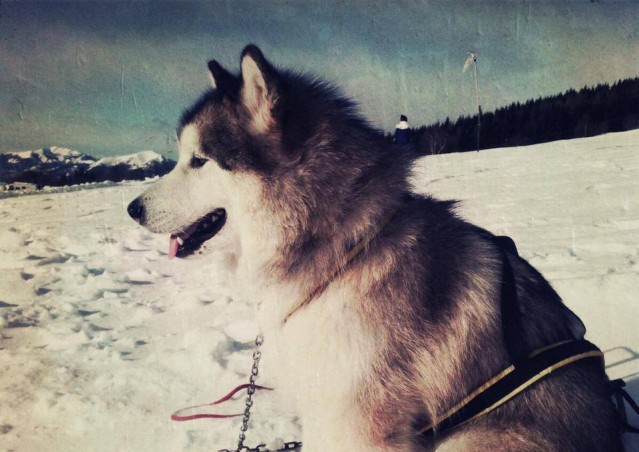 FAI IL FAGOTTINO E VAI!!! 10° Alaskan Malamute Sleddog Day