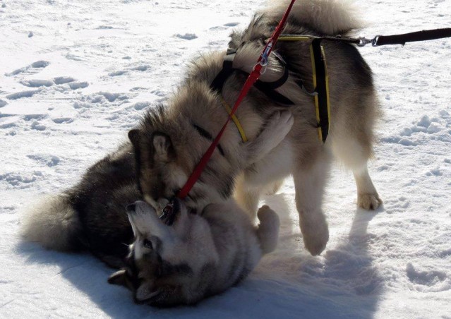FAI IL FAGOTTINO E VAI!!! 10° Alaskan Malamute Sleddog Day
