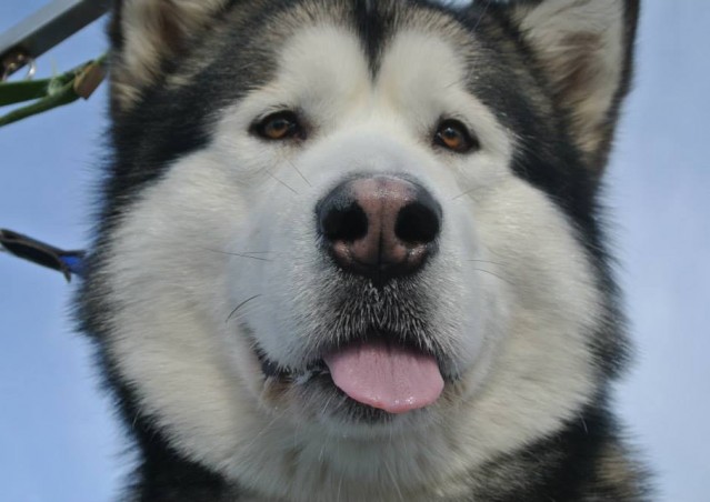 FAI IL FAGOTTINO E VAI!!! 10° Alaskan Malamute Sleddog Day