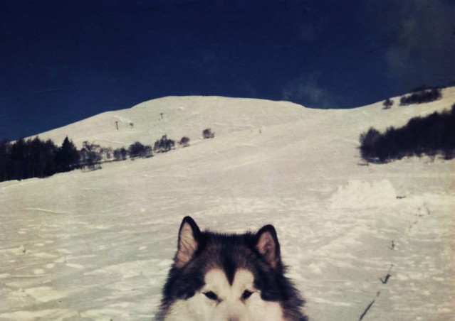 FAI IL FAGOTTINO E VAI!!! 10° Alaskan Malamute Sleddog Day