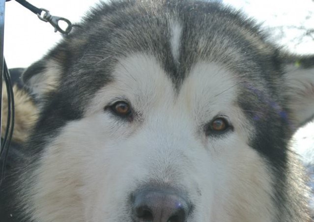 FAI IL FAGOTTINO E VAI!!! 10° Alaskan Malamute Sleddog Day