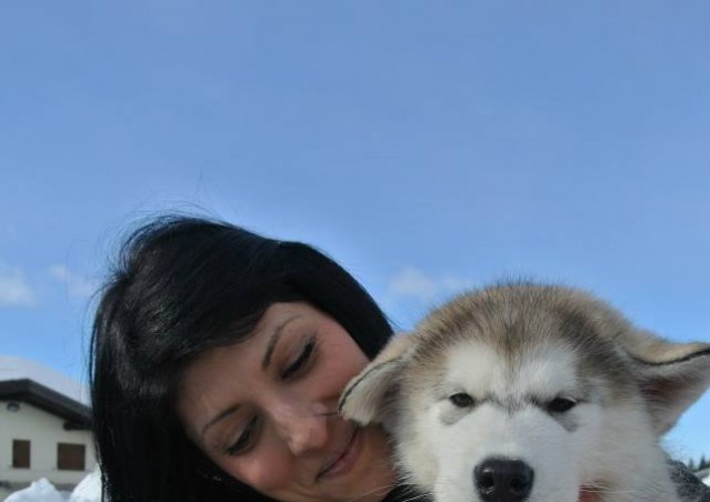 FAI IL FAGOTTINO E VAI!!! 10° Alaskan Malamute Sleddog Day