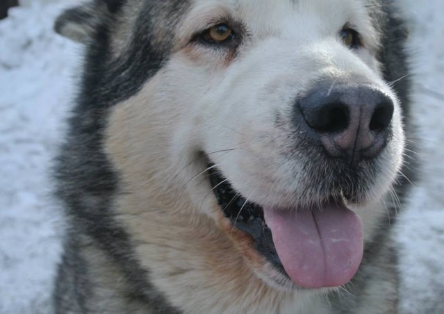 FAI IL FAGOTTINO E VAI!!! 10° Alaskan Malamute Sleddog Day