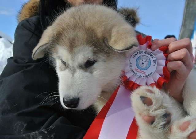 FAI IL FAGOTTINO E VAI!!! 10° Alaskan Malamute Sleddog Day