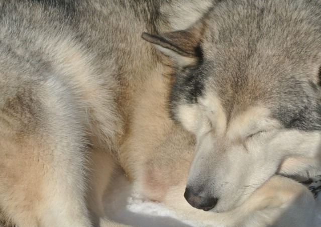 FAI IL FAGOTTINO E VAI!!! 10° Alaskan Malamute Sleddog Day