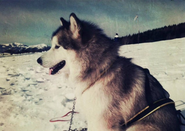 FAI IL FAGOTTINO E VAI!!! 10° Alaskan Malamute Sleddog Day