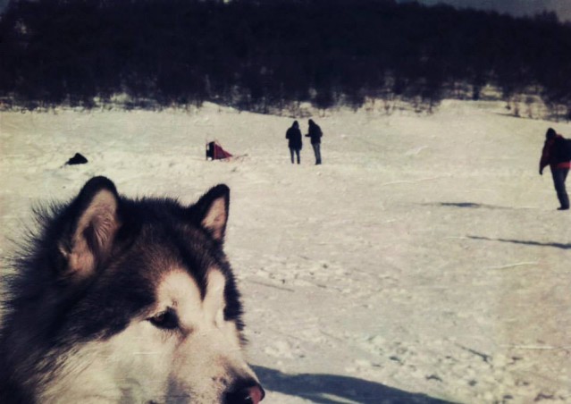 FAI IL FAGOTTINO E VAI!!! 10° Alaskan Malamute Sleddog Day