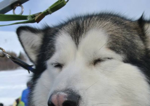 FAI IL FAGOTTINO E VAI!!! 10° Alaskan Malamute Sleddog Day