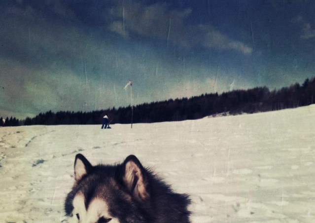 FAI IL FAGOTTINO E VAI!!! 10° Alaskan Malamute Sleddog Day