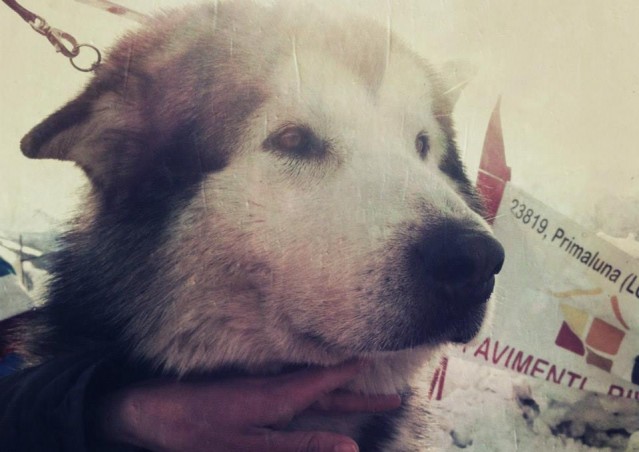 FAI IL FAGOTTINO E VAI!!! 10° Alaskan Malamute Sleddog Day