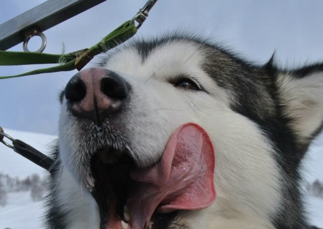 FAI IL FAGOTTINO E VAI!!! 10° Alaskan Malamute Sleddog Day