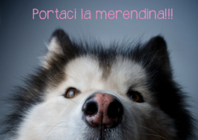 FAI IL FAGOTTINO E VAI!!! 10° Alaskan Malamute Sleddog Day