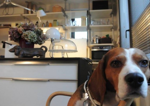 THE BARK – Ricetta Marinara per RAI GULP!