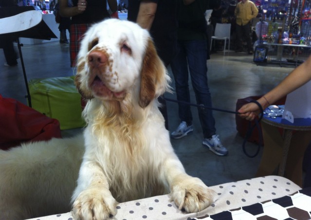 Cucina Molecolare per Cani? YES, Kiki Can!