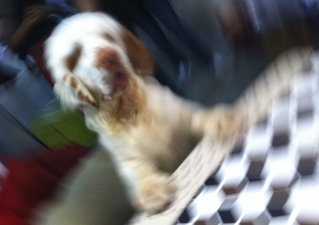 Cucina Molecolare per Cani? YES, Kiki Can!