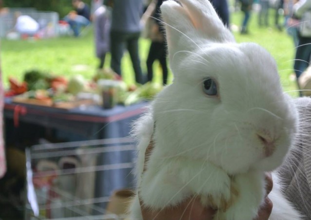 Bunny Salad Bar®, il primo take away per conigli è arrivato!
