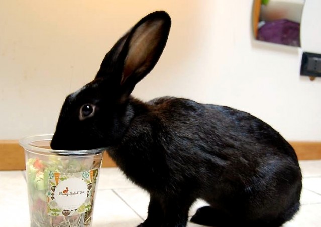 Bunny Salad Bar®, il primo take away per conigli è arrivato!