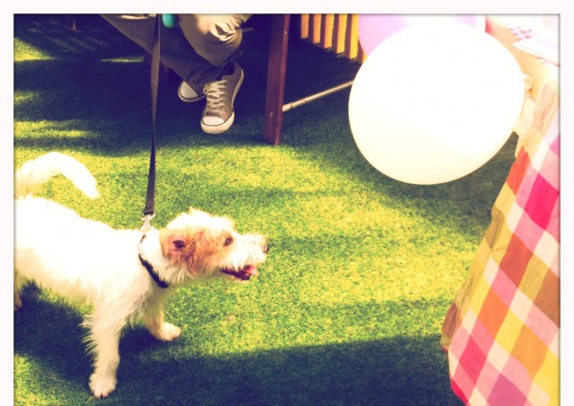 Buon compleanno HAPPY BAU!
