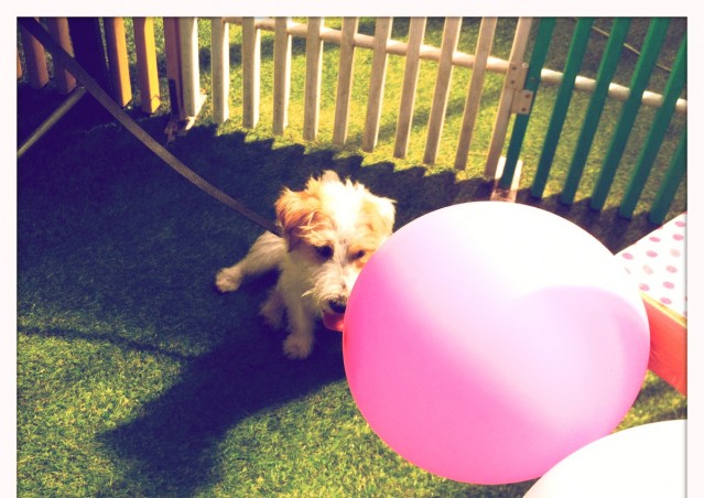 Buon compleanno HAPPY BAU!