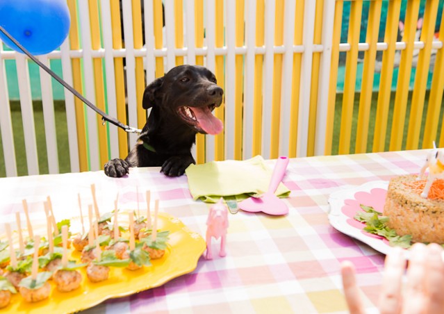 Buon compleanno HAPPY BAU!