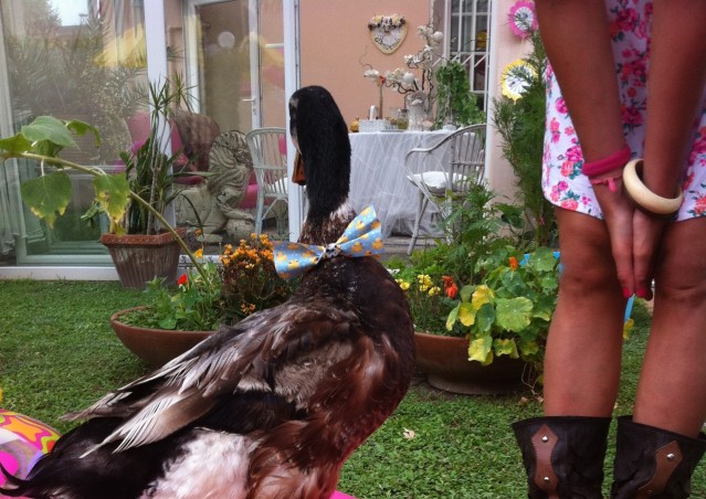 REGINALDO, UN PAPERO CHE SA FARE FESTA!
