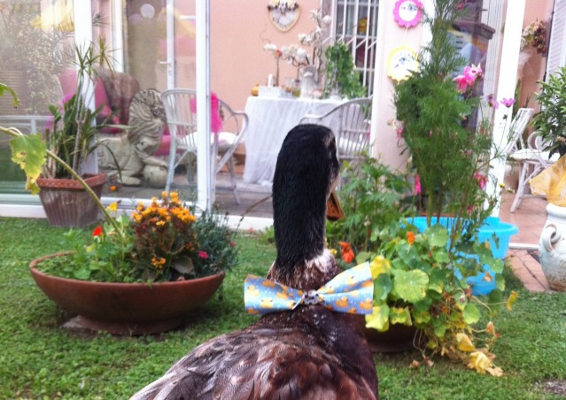 REGINALDO, UN PAPERO CHE SA FARE FESTA!