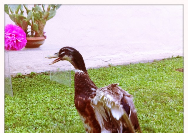 REGINALDO, UN PAPERO CHE SA FARE FESTA!