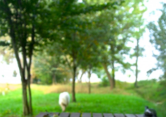 ZUCCA BURGER & MOSTRONE POLENTONE – Ricette di halloween per cani!