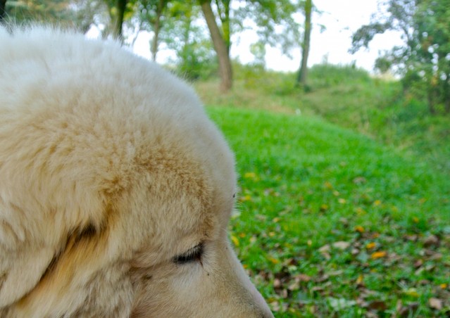 ZUCCA BURGER & MOSTRONE POLENTONE – Ricette di halloween per cani!