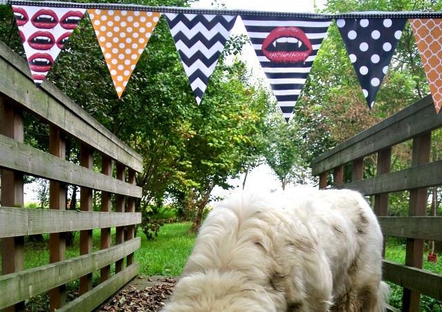 ZUCCA BURGER & MOSTRONE POLENTONE – Ricette di halloween per cani!