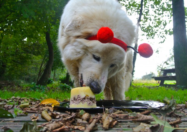 ZUCCA BURGER & MOSTRONE POLENTONE – Ricette di halloween per cani!