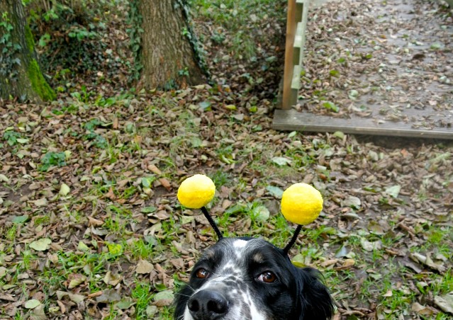 ZUCCA BURGER & MOSTRONE POLENTONE – Ricette di halloween per cani!