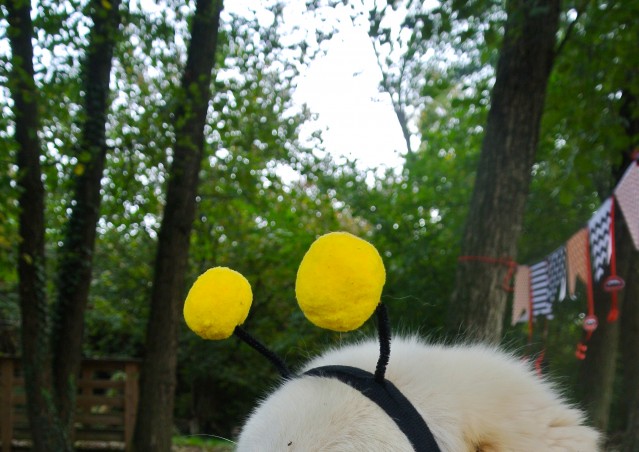 ZUCCA BURGER & MOSTRONE POLENTONE – Ricette di halloween per cani!