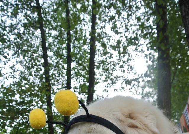 ZUCCA BURGER & MOSTRONE POLENTONE – Ricette di halloween per cani!