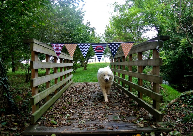 ZUCCA BURGER & MOSTRONE POLENTONE – Ricette di halloween per cani!