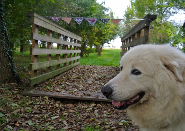 ZUCCA BURGER & MOSTRONE POLENTONE – Ricette di halloween per cani!