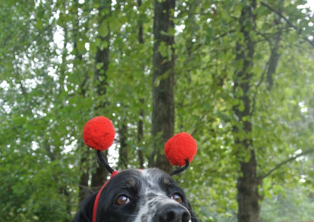 ZUCCA BURGER & MOSTRONE POLENTONE – Ricette di halloween per cani!