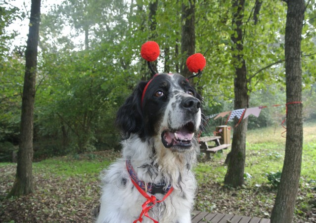 ZUCCA BURGER & MOSTRONE POLENTONE – Ricette di halloween per cani!