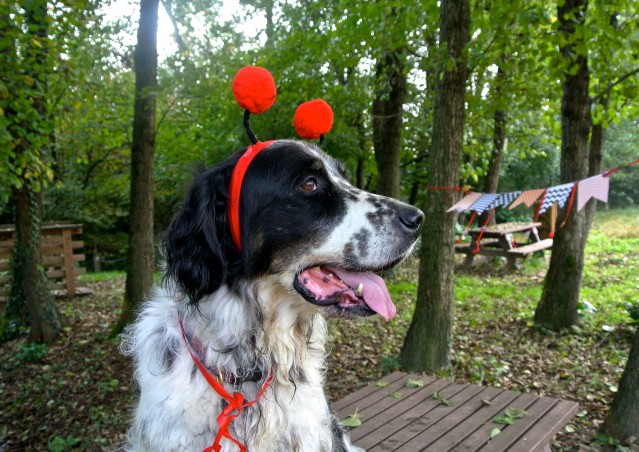 ZUCCA BURGER & MOSTRONE POLENTONE – Ricette di halloween per cani!