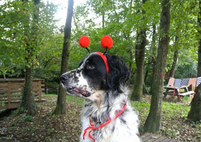 ZUCCA BURGER & MOSTRONE POLENTONE – Ricette di halloween per cani!