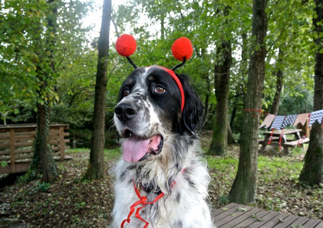 ZUCCA BURGER & MOSTRONE POLENTONE – Ricette di halloween per cani!