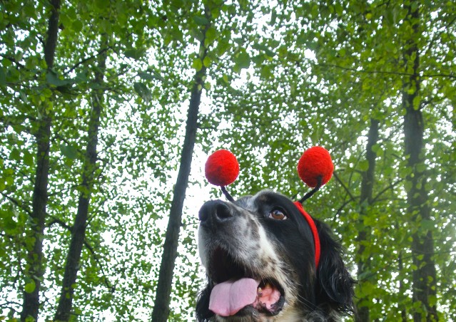 ZUCCA BURGER & MOSTRONE POLENTONE – Ricette di halloween per cani!