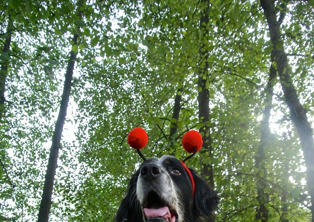 ZUCCA BURGER & MOSTRONE POLENTONE – Ricette di halloween per cani!