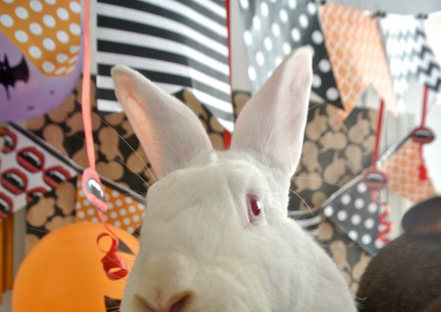 SCARY PEPERONY!!!                Anche i conigli festeggiano Halloween!