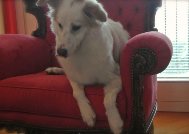 Buon compleanno Neve e Ares!