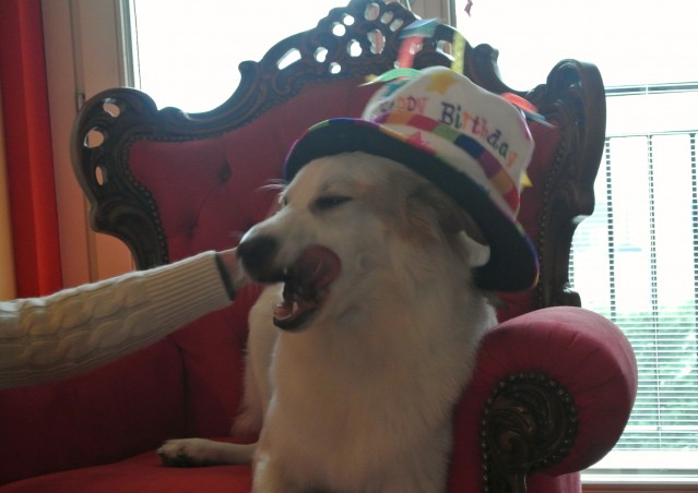 Buon compleanno Neve e Ares!