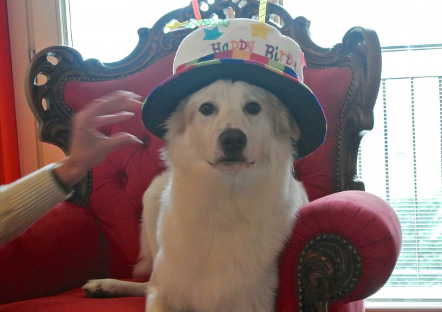 Buon compleanno Neve e Ares!