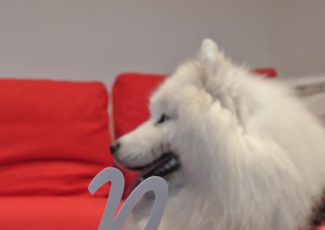 Buon compleanno Neve e Ares!